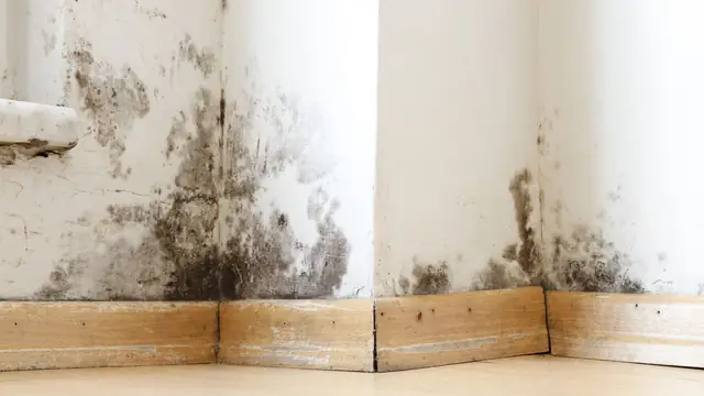 Mold growth along the lower part of two wall corners above a wooden baseboard